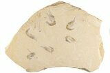 Six Cretaceous Fossil Shrimp (Carpopenaeus) - Hjoula, Lebanon - #200697-1